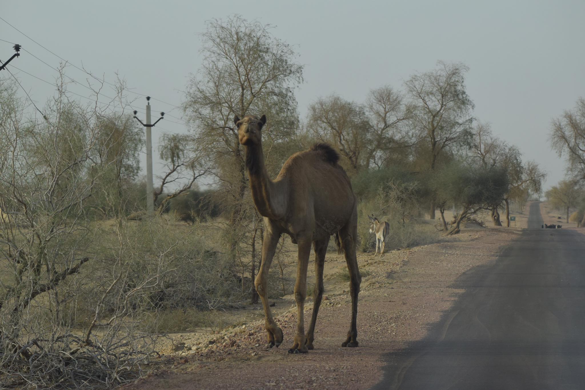 Arab Oil Exportation
